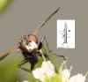 Cylindromyia sp.